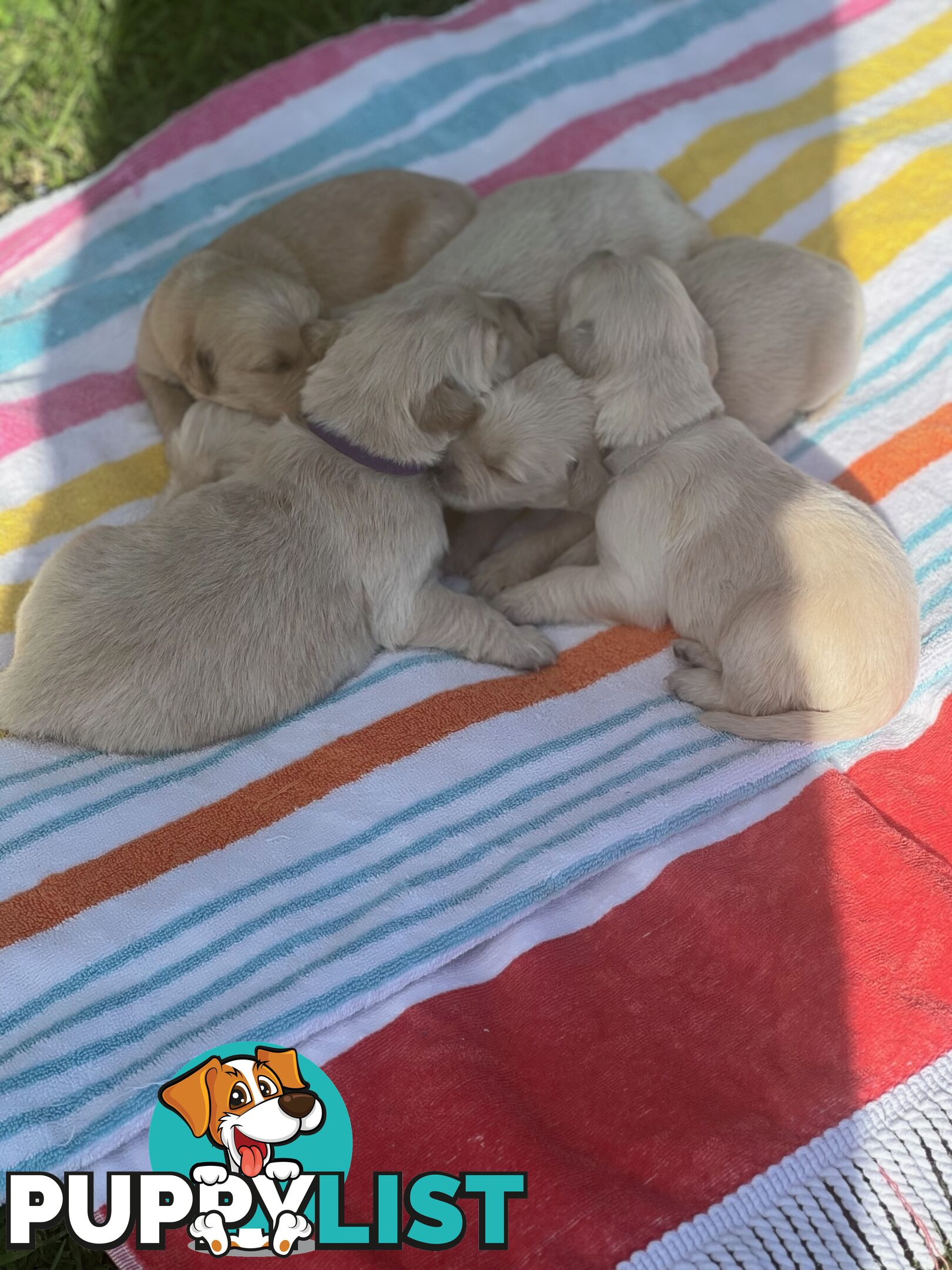 Pure breed Golden Retrievers