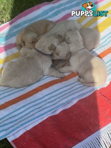 Pure breed Golden Retrievers