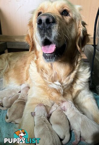 Pure breed Golden Retrievers