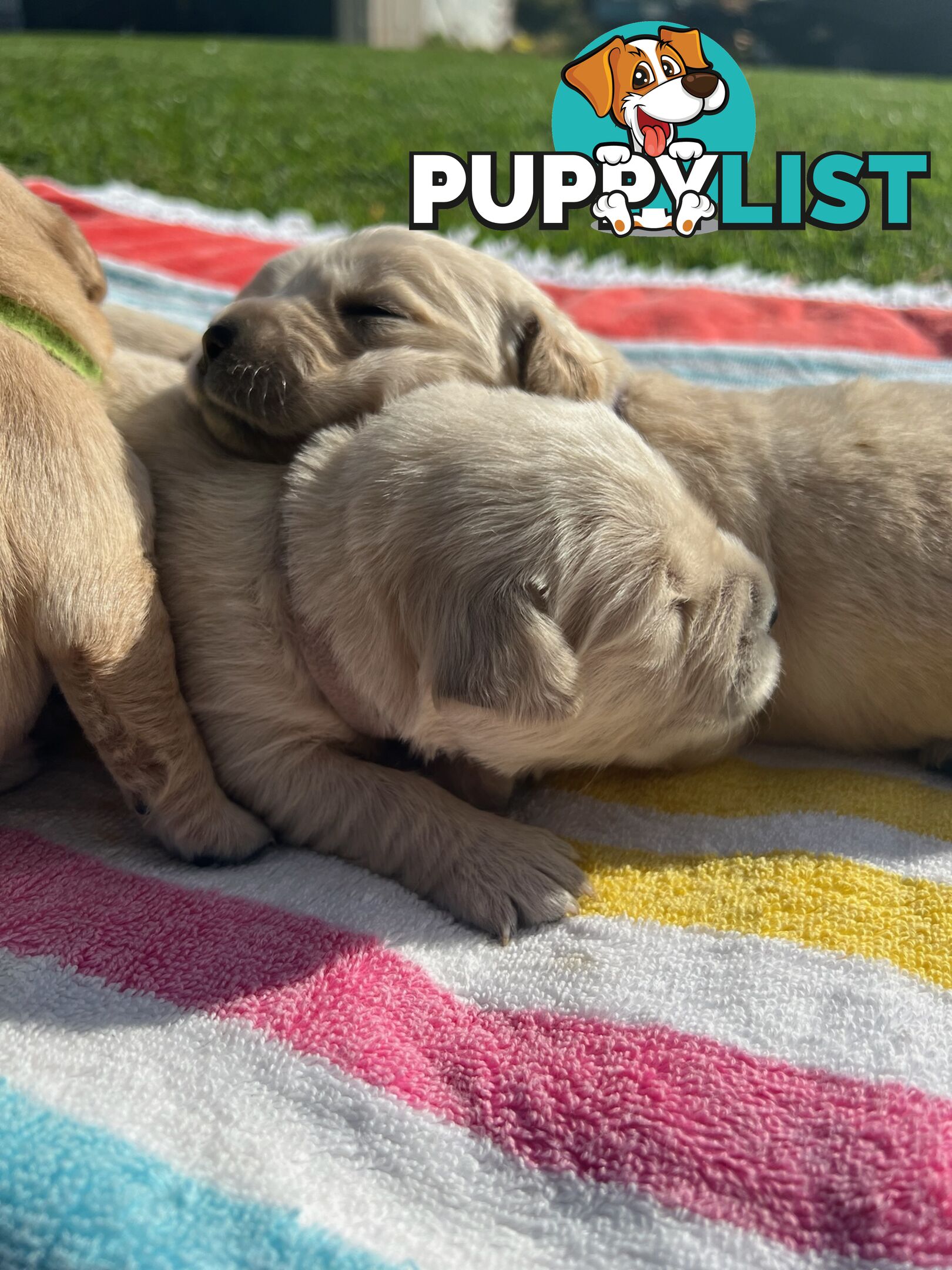 Pure breed Golden Retrievers