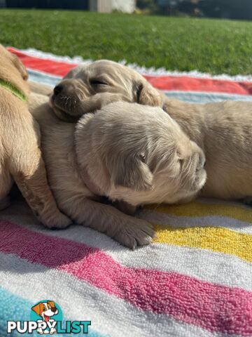 Pure breed Golden Retrievers