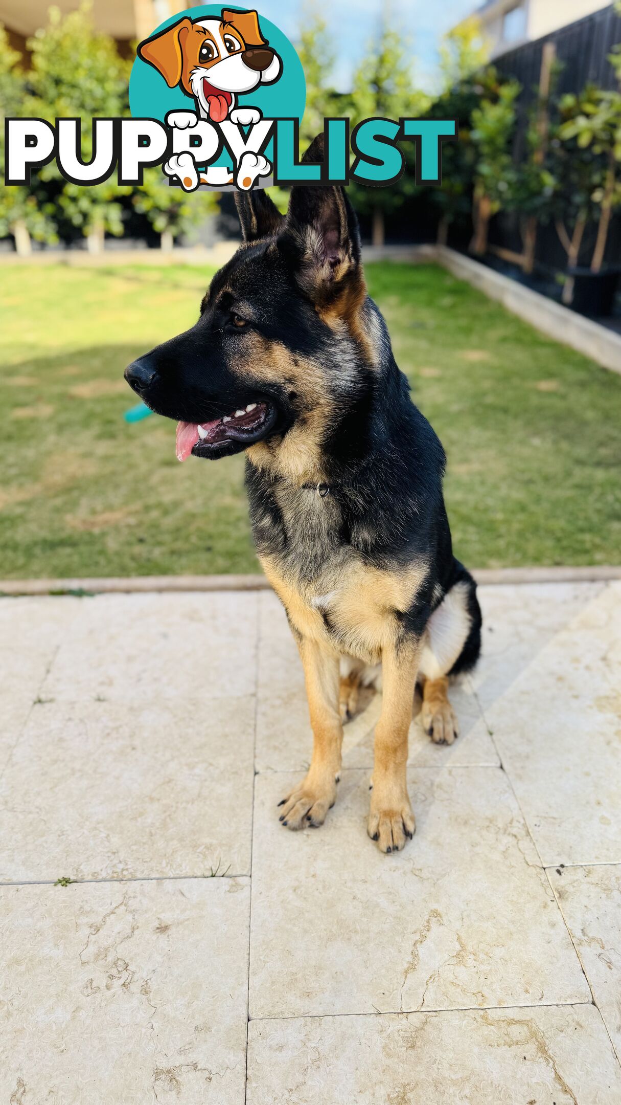 Urgent Sale: 7-Month-Old German Shepherd