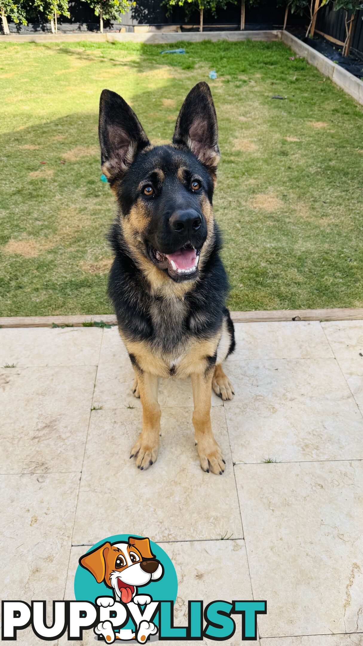 Urgent Sale: 7-Month-Old German Shepherd