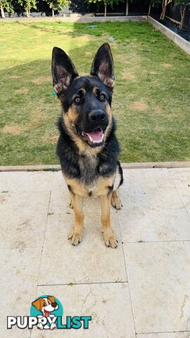 Urgent Sale: 7-Month-Old German Shepherd