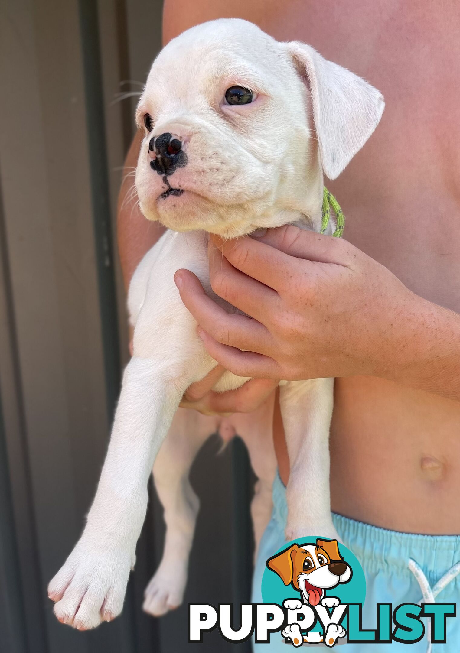 7 Purebred Boxer Puppies