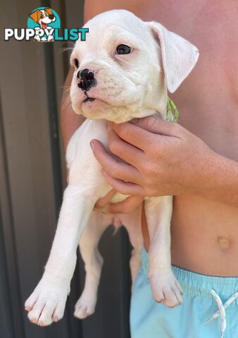 7 Purebred Boxer Puppies