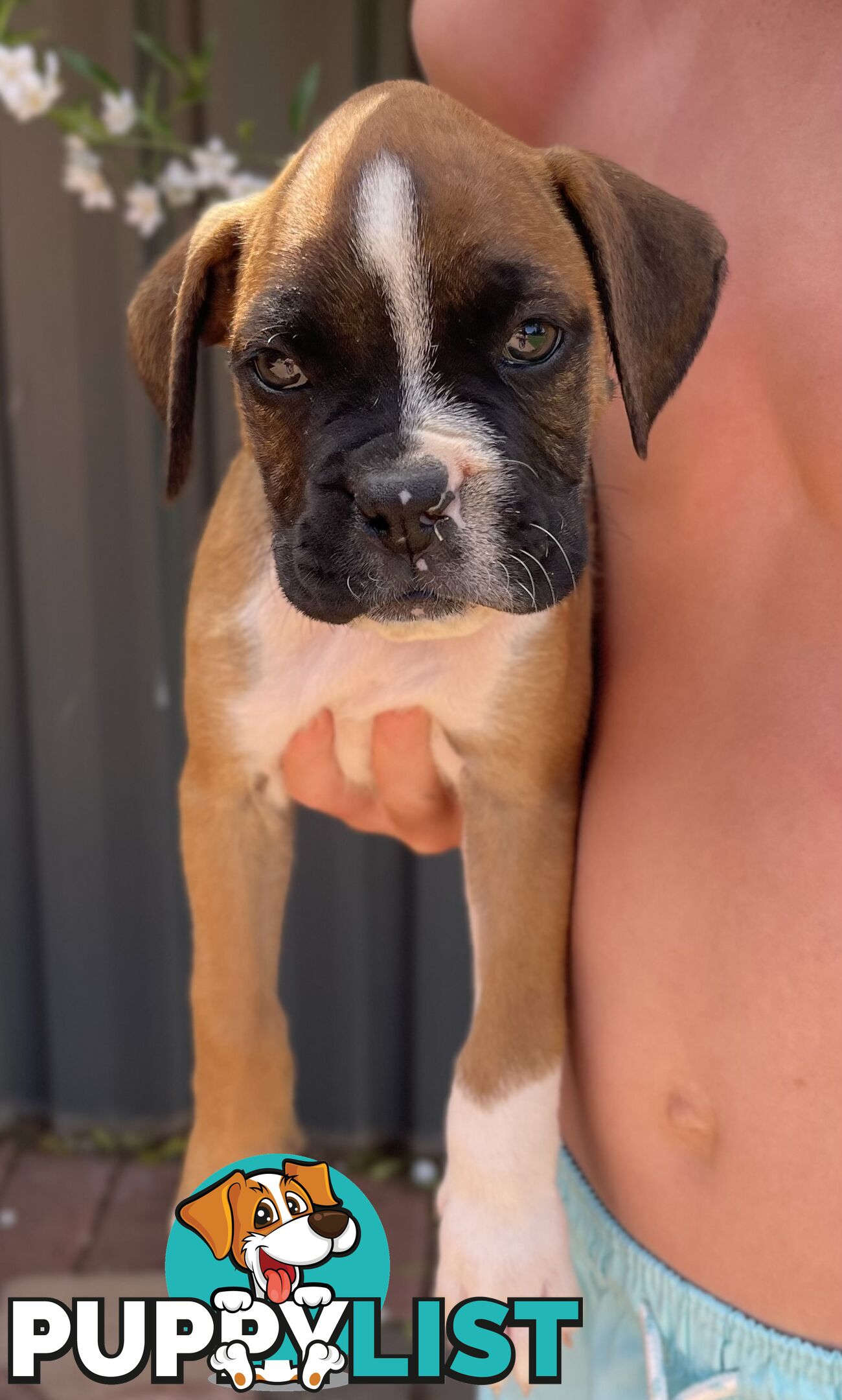 7 Purebred Boxer Puppies