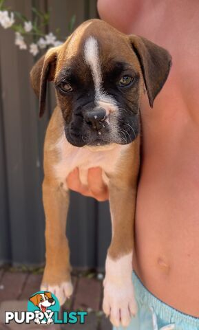 7 Purebred Boxer Puppies