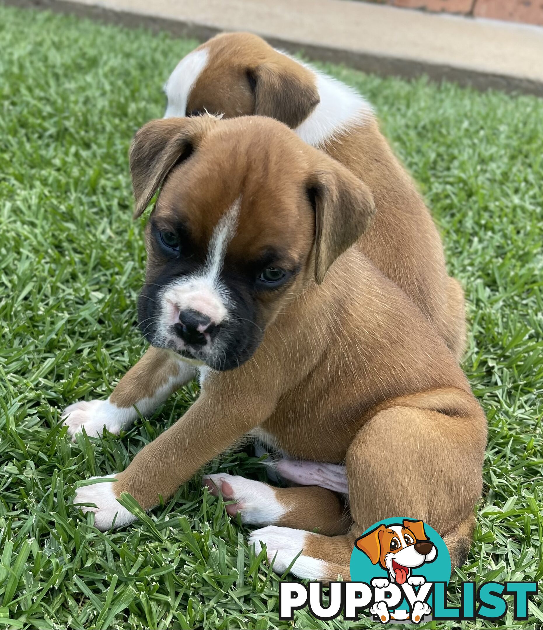 7 Purebred Boxer Puppies