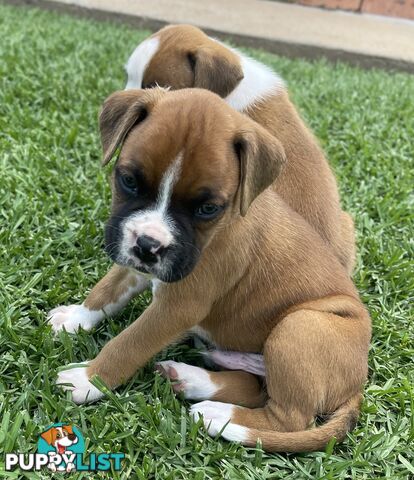 7 Purebred Boxer Puppies