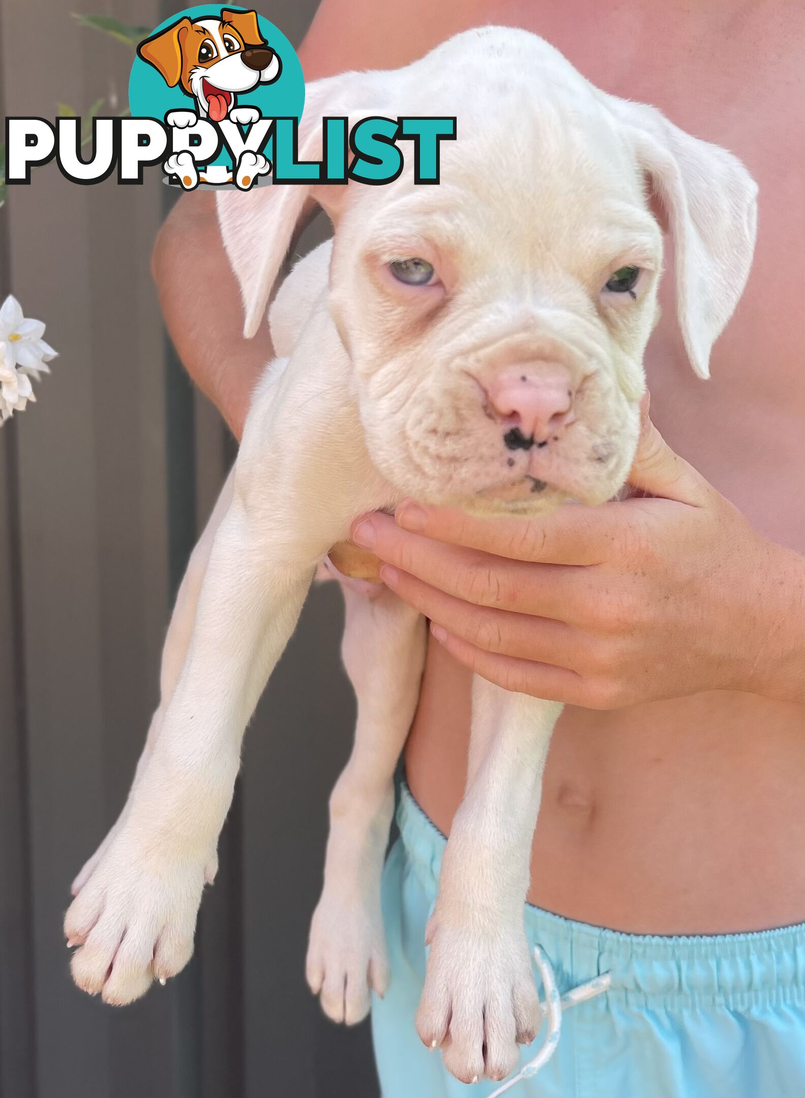 7 Purebred Boxer Puppies