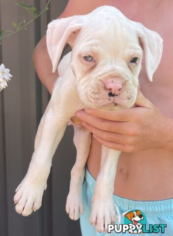 7 Purebred Boxer Puppies