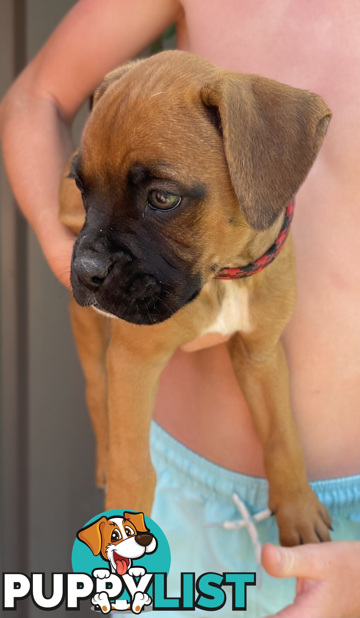 7 Purebred Boxer Puppies