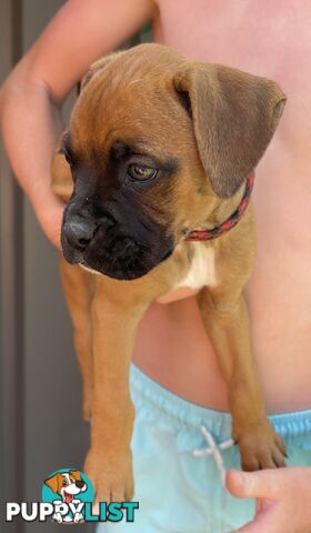 7 Purebred Boxer Puppies