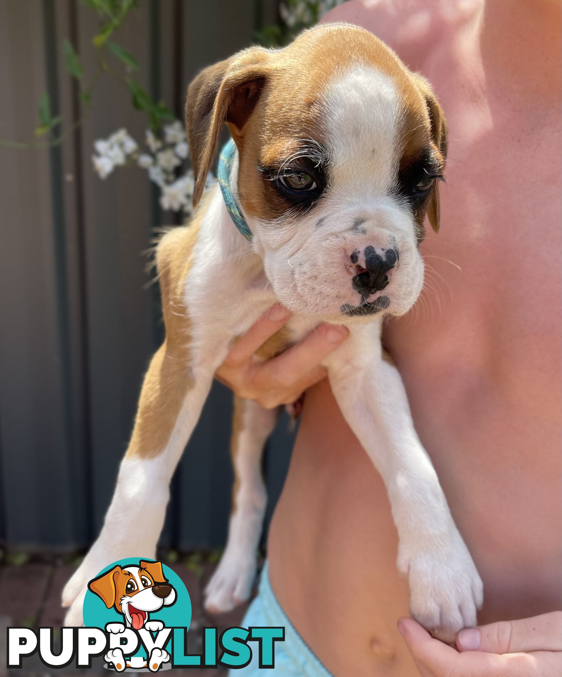 7 Purebred Boxer Puppies