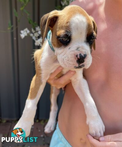 7 Purebred Boxer Puppies