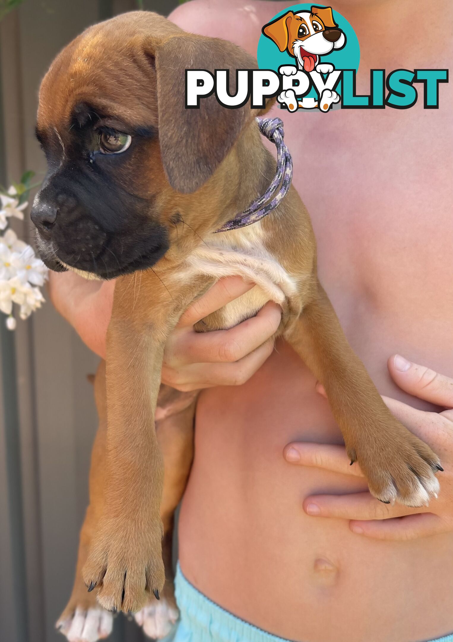 7 Purebred Boxer Puppies