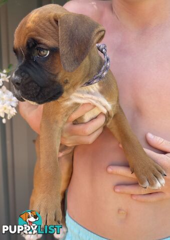 7 Purebred Boxer Puppies