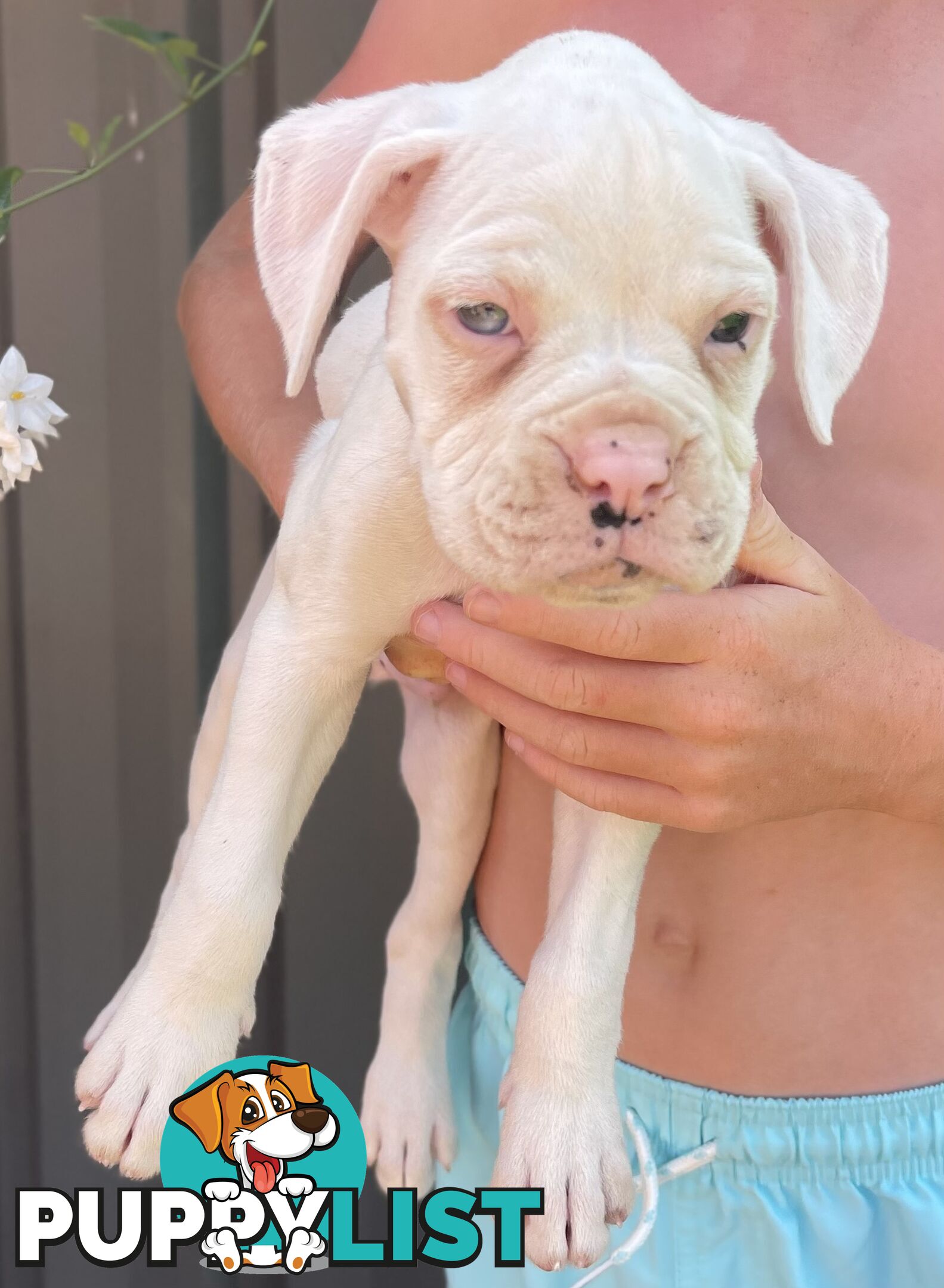 7 Purebred Boxer Puppies