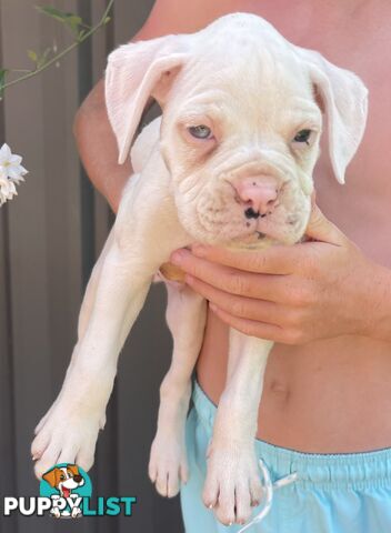 7 Purebred Boxer Puppies