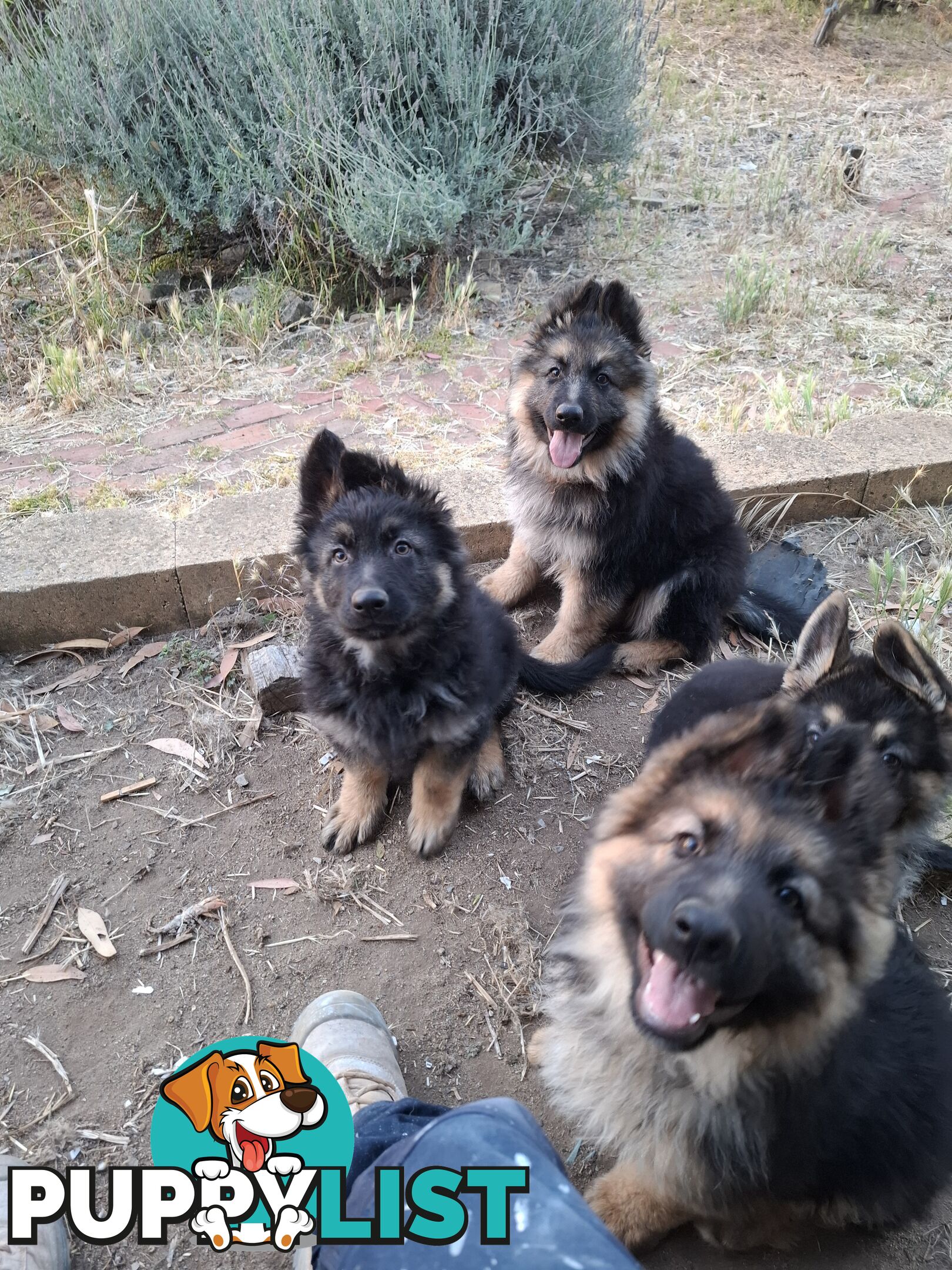 German shepherds