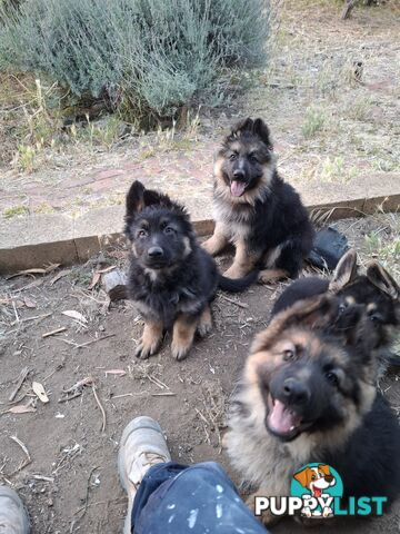 German shepherds