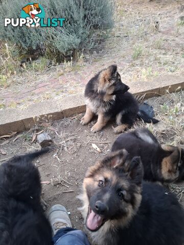 German shepherds