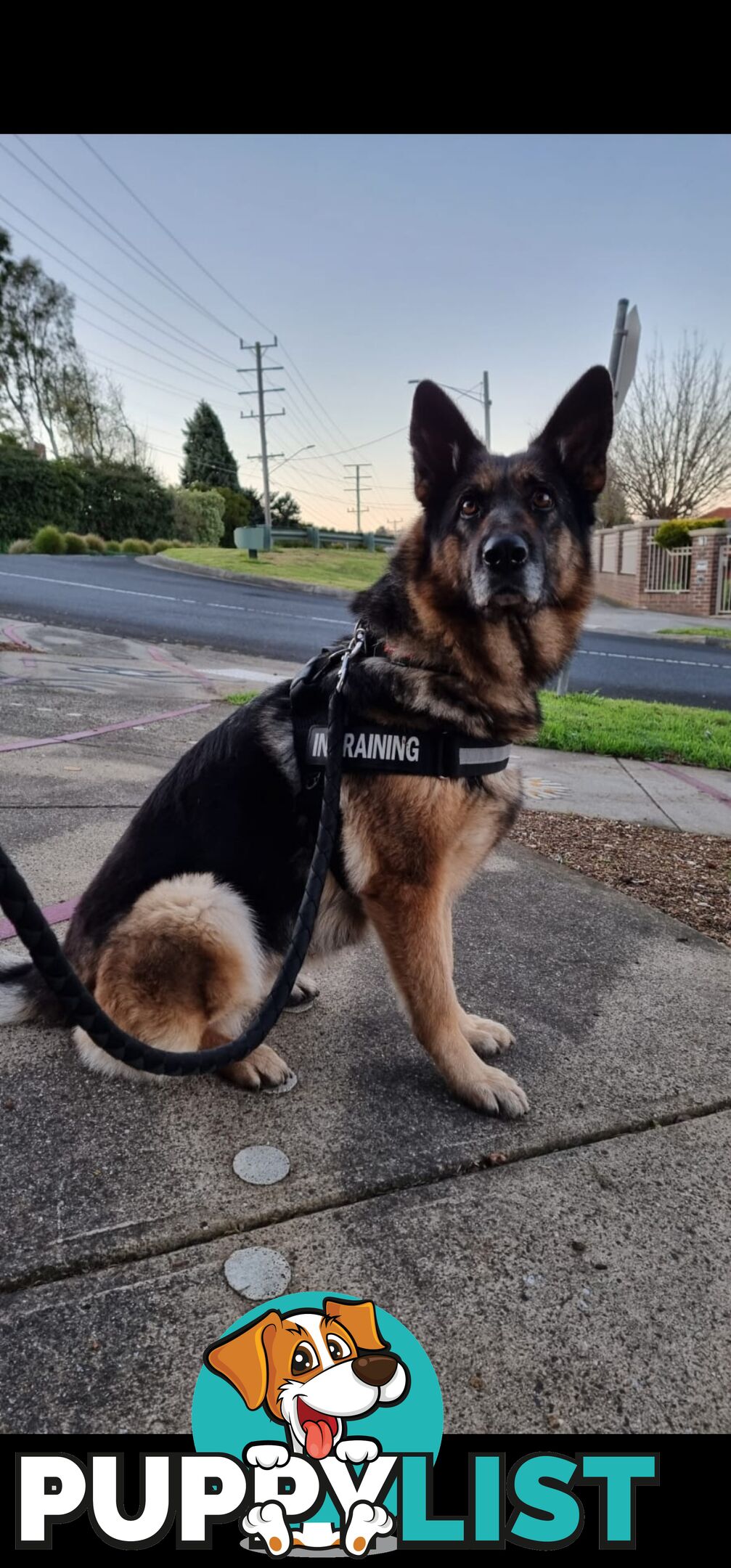 female Germanshepherd looking for a new home