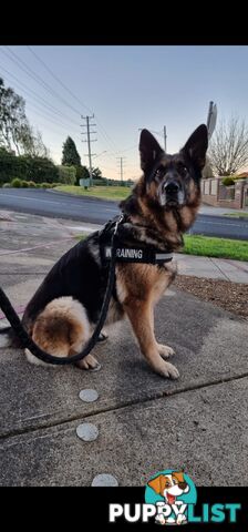 female Germanshepherd looking for a new home