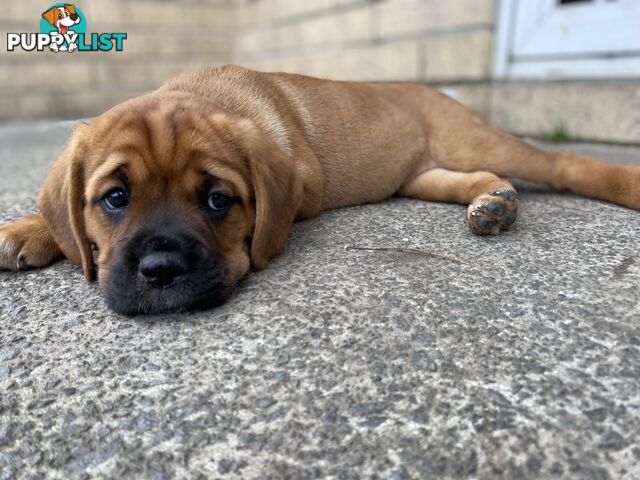 Cane corso x