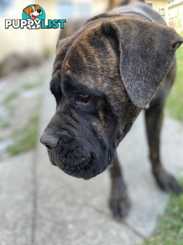 Cane corso x