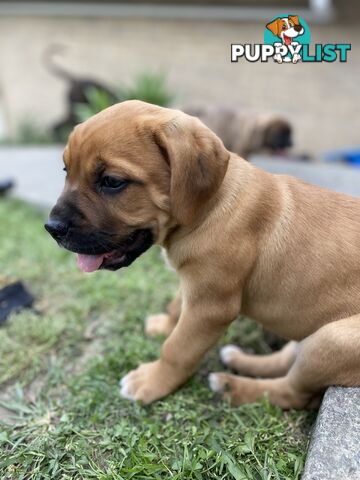 Cane corso x