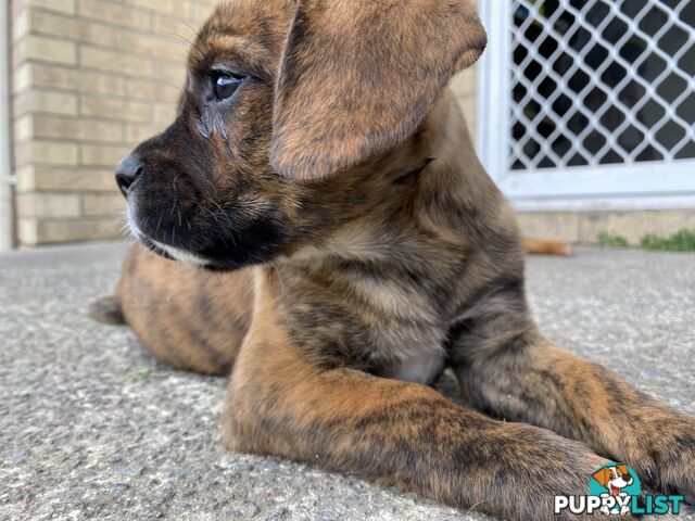 Cane corso x