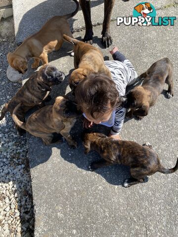 Cane corso x