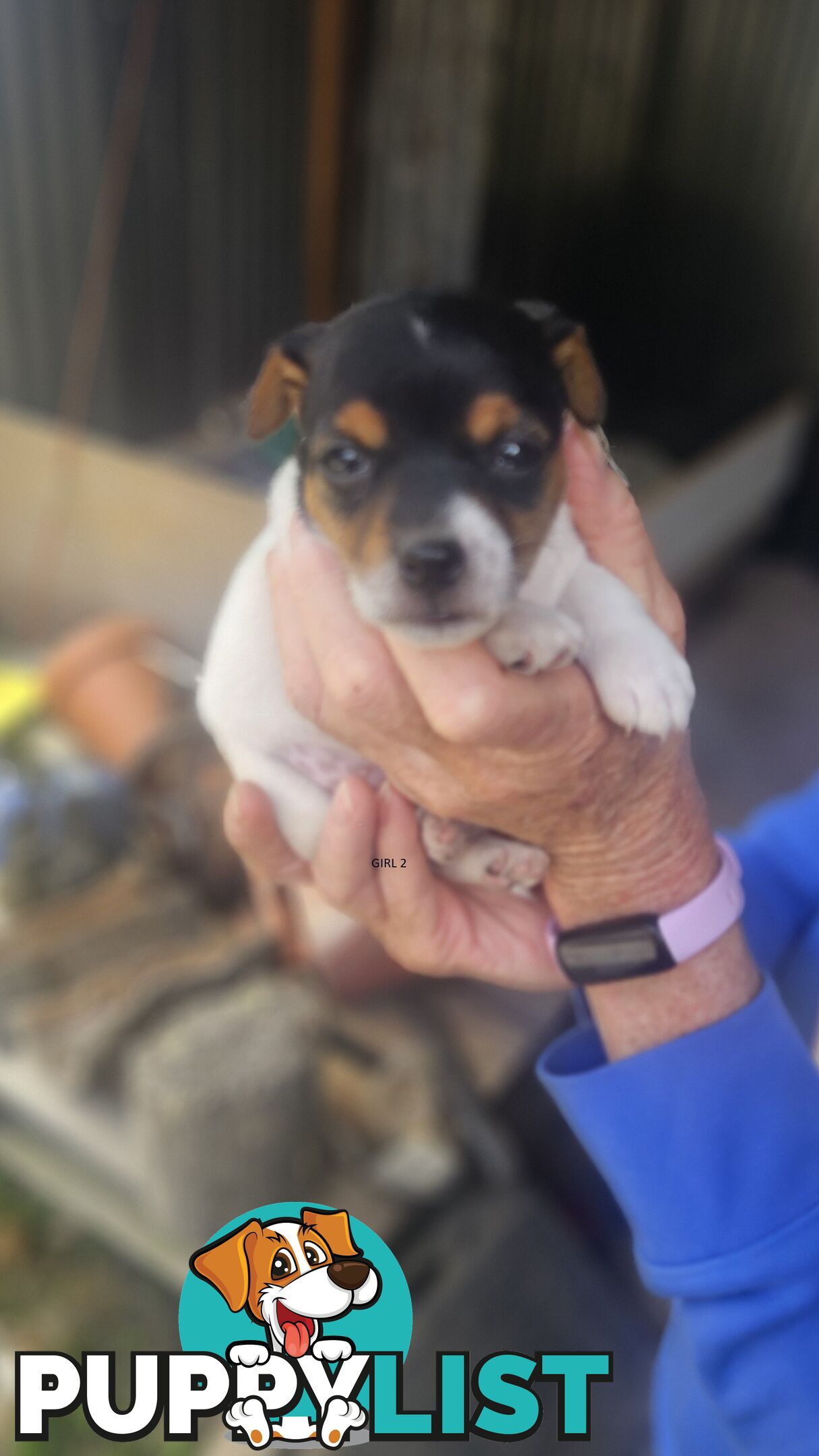 Jack Russell puppies