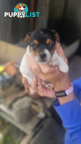 Jack Russell puppies