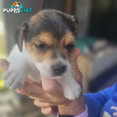 Jack Russell puppies