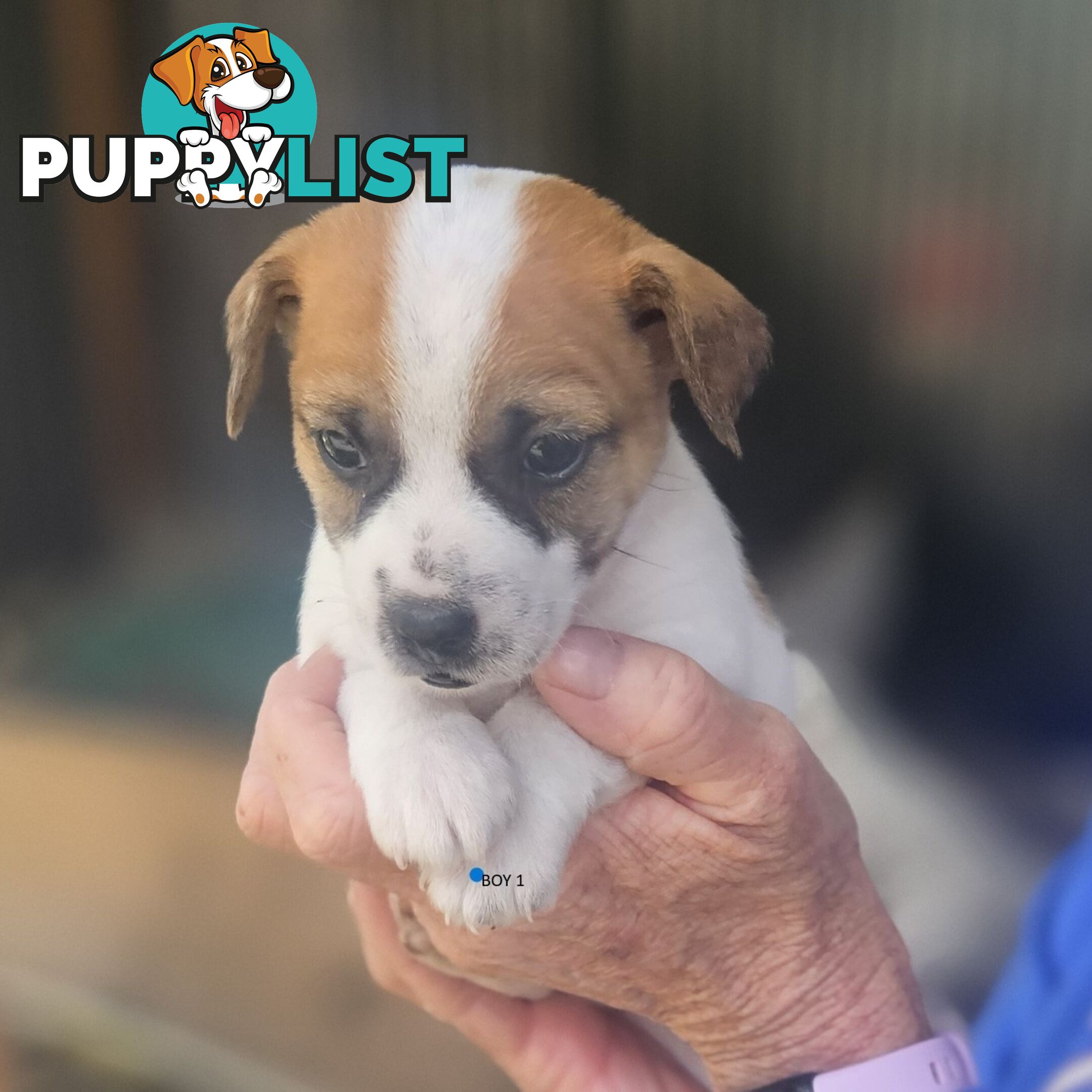 Jack Russell puppies