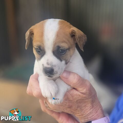 Jack Russell puppies