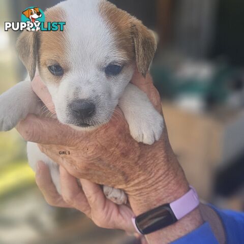 Jack Russell puppies