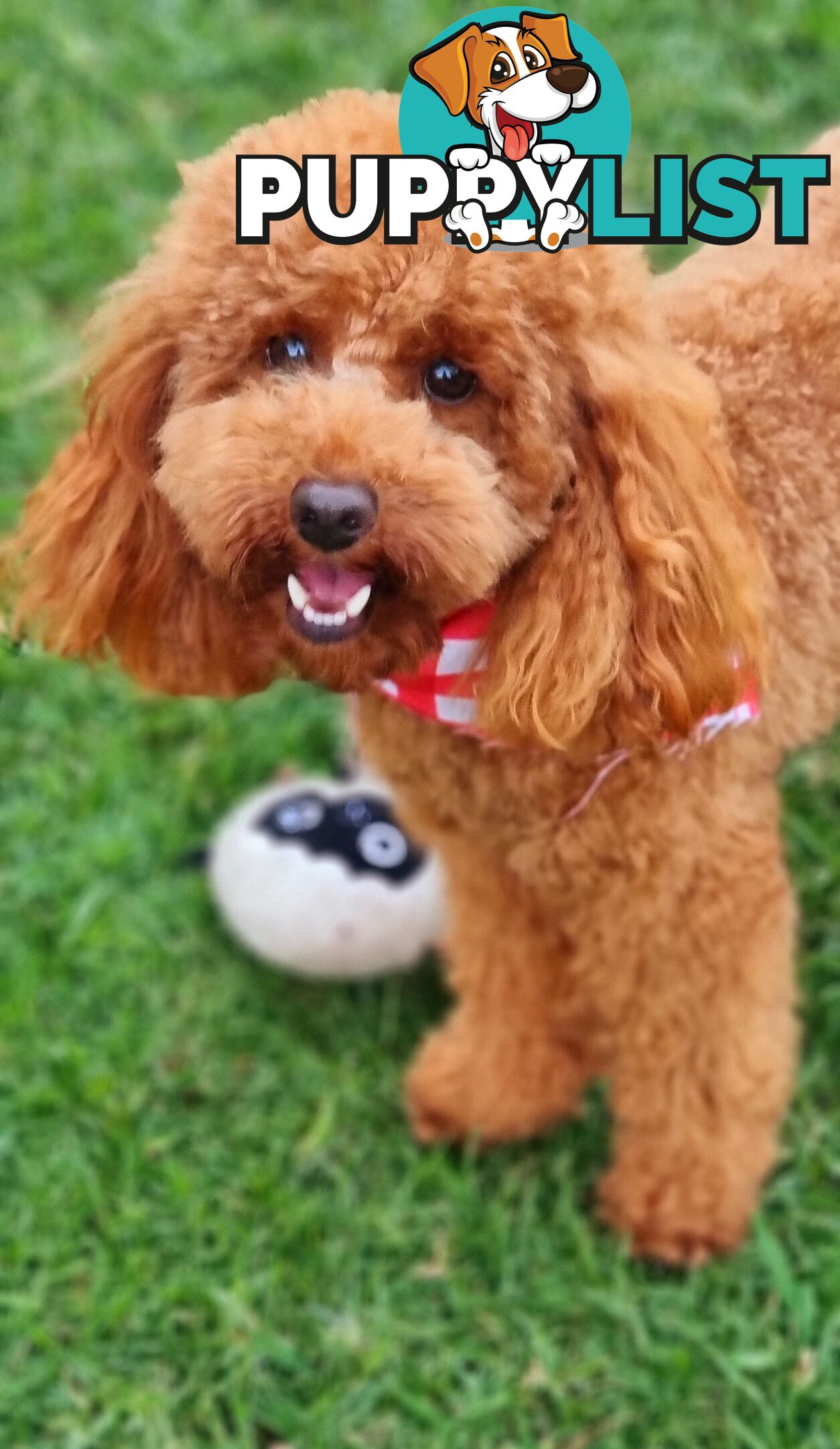 OFFERING STUD SERVICE - MALE Toy Poodle