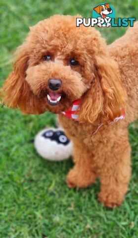 OFFERING STUD SERVICE - MALE Toy Poodle
