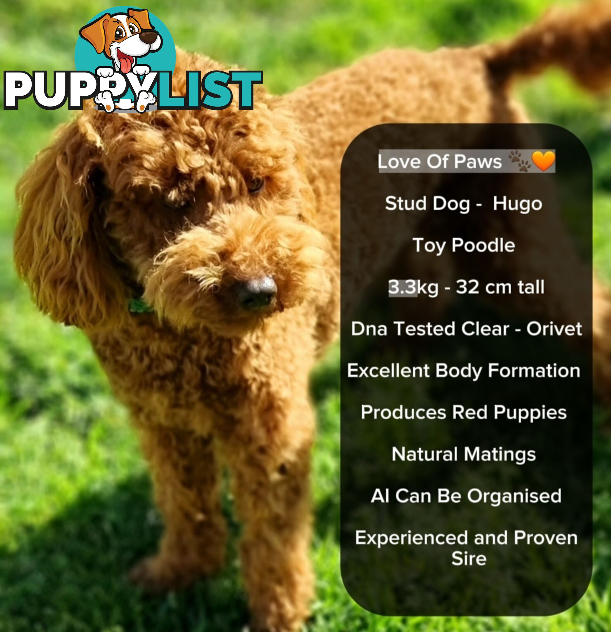 OFFERING STUD SERVICE - MALE Toy Poodle