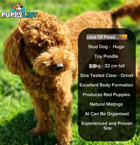 OFFERING STUD SERVICE - MALE Toy Poodle