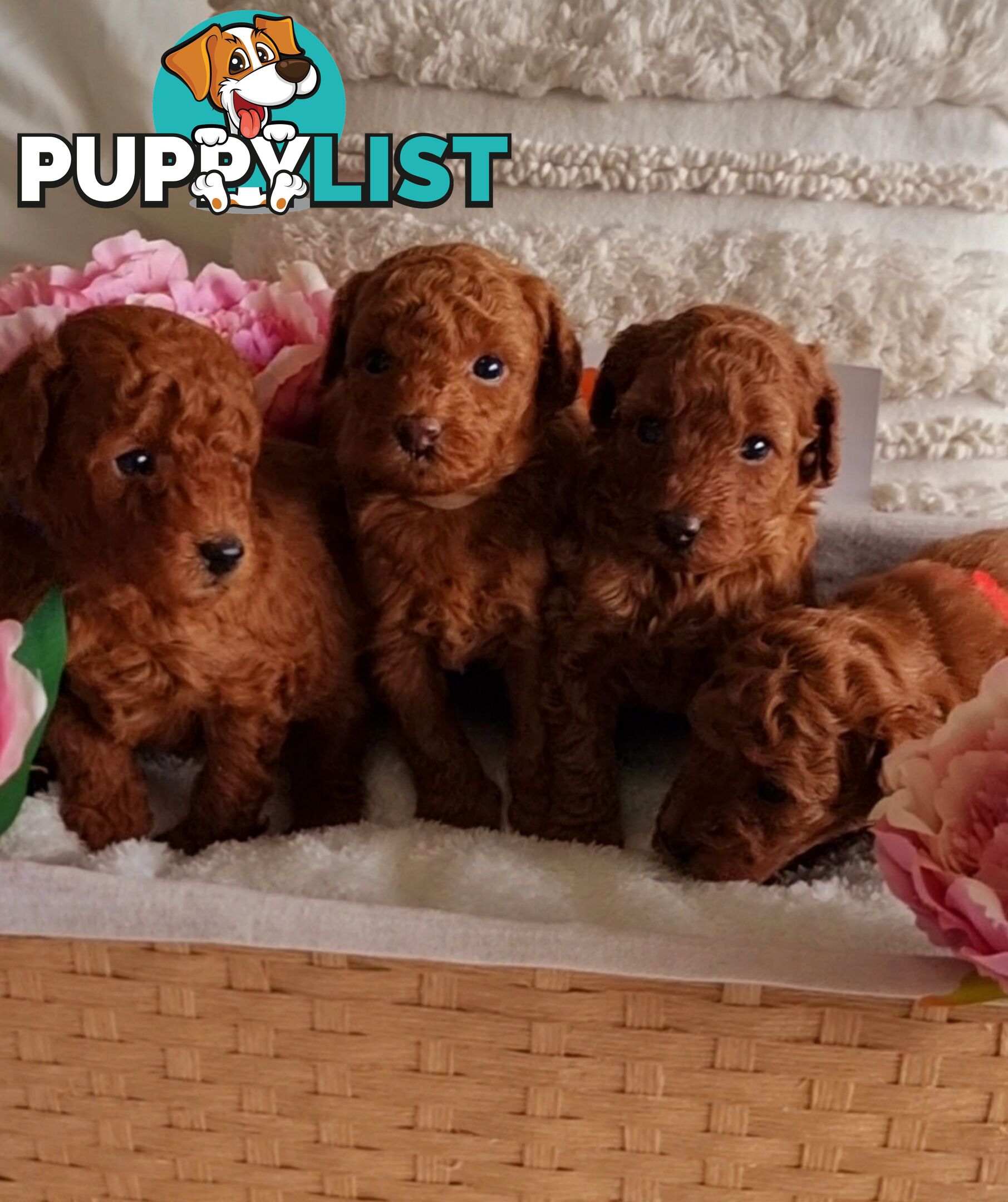 OFFERING STUD SERVICE - MALE Toy Poodle