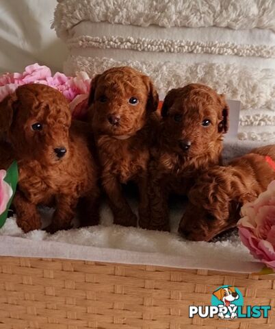 OFFERING STUD SERVICE - MALE Toy Poodle