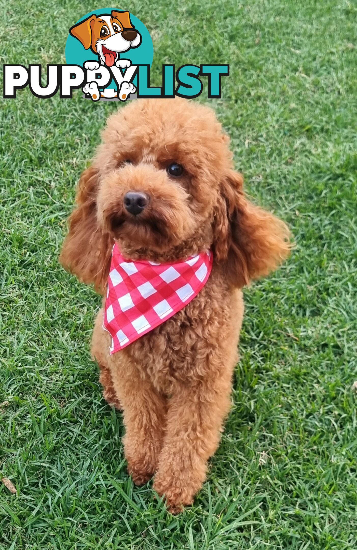 OFFERING STUD SERVICE - MALE Toy Poodle