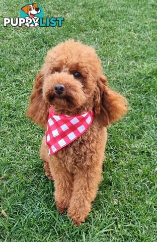OFFERING STUD SERVICE - MALE Toy Poodle