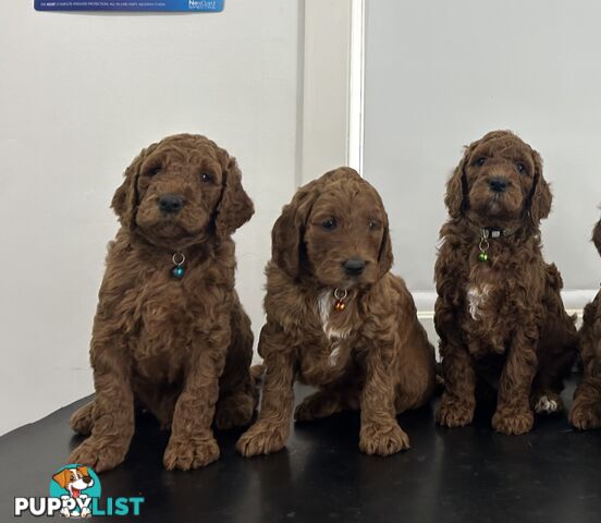 Irish oodle, IrishRedSetter x RubyRedPoodle,(ColorLocked)2ndGen,$negotiable