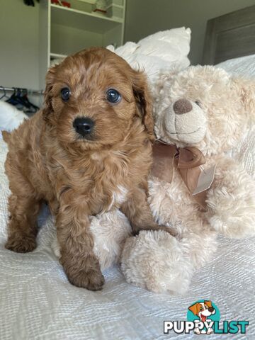 Cavoodle puppies